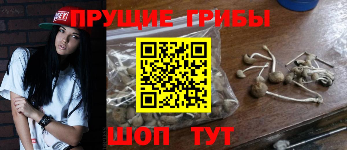 Галлюциногенные грибы Psilocybe Малоярославец